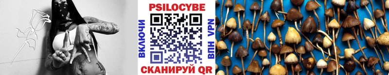 mega tor  Белая Холуница  Галлюциногенные грибы Psilocybe 